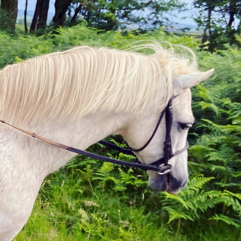 Chester the pony at Pine Lodge Chester the pony at Pine Lodge