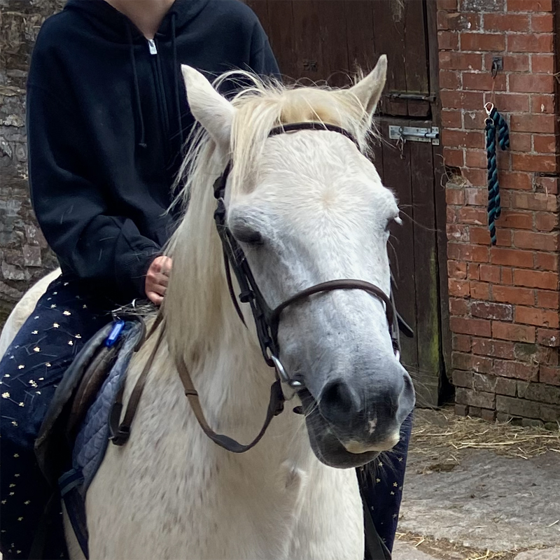 Chester the pony at Pine Lodge Chester the pony at Pine Lodge
