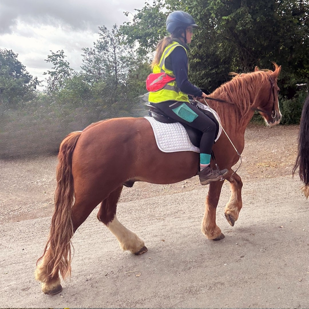 Toffee welsh Part bred Cob